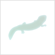 オオサンショウウオ
